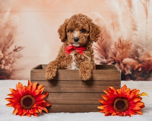 Buddy Cavapoo Puppy 